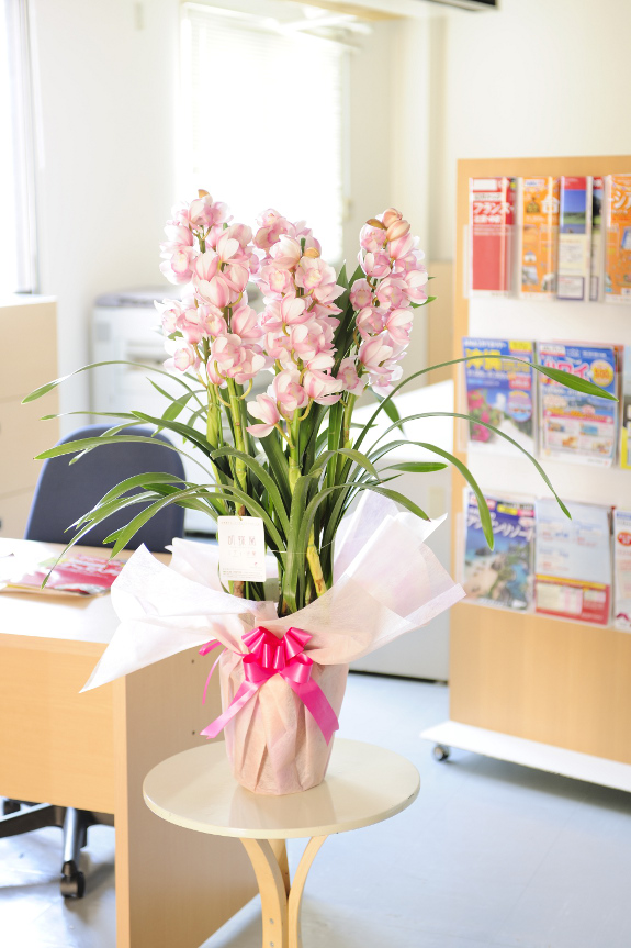 一般的な生花店では手に入らないやさしい薄あすき色のふくよかな色合いのシンビジュームです。