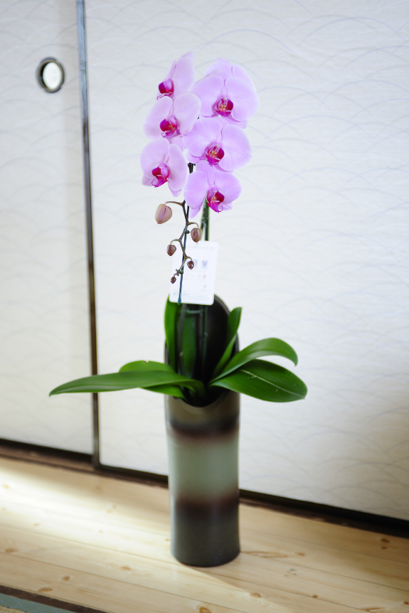 竹風の器にピンク色の胡蝶蘭がかぐや姫のように可愛らしい咲く商品です。