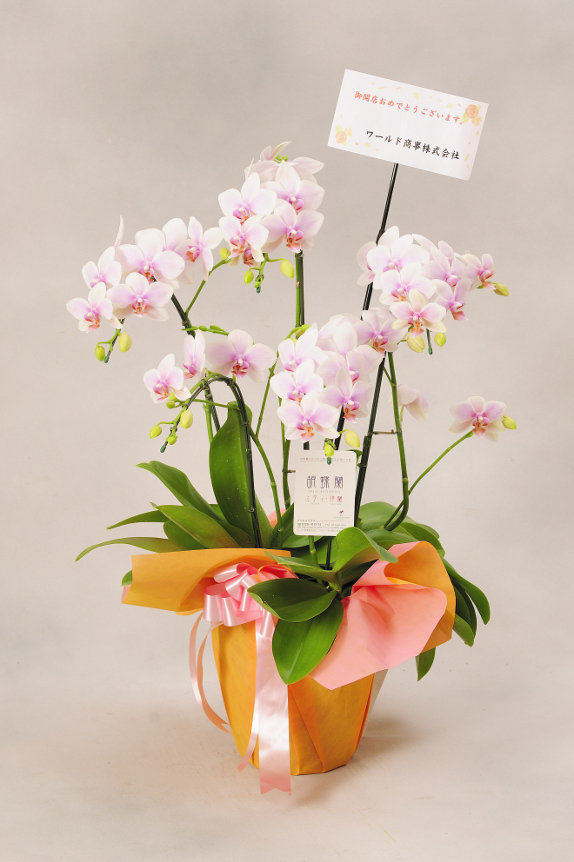 <p>お花には、立札（紙札）を無料でお付けしております。
尚、メッセージカードを選択する場合は30文字程度の文書を入れることが可能です。最後に贈り主のお名前も忘れずに！</p>