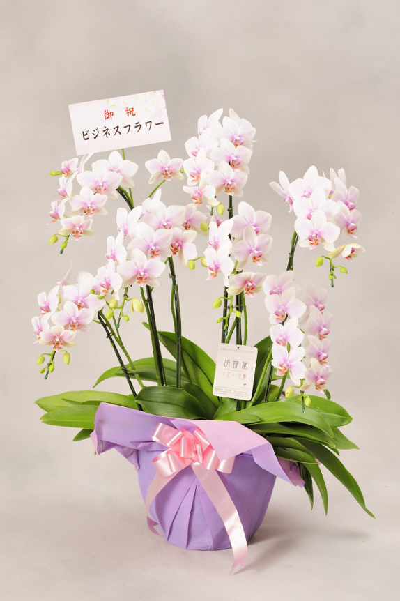 <p>お花には、立札（紙札）を無料でお付けしております。
尚、メッセージカードを選択する場合は30文字程度の文書を入れることが可能です。最後に贈り主のお名前も忘れずに！</p>
