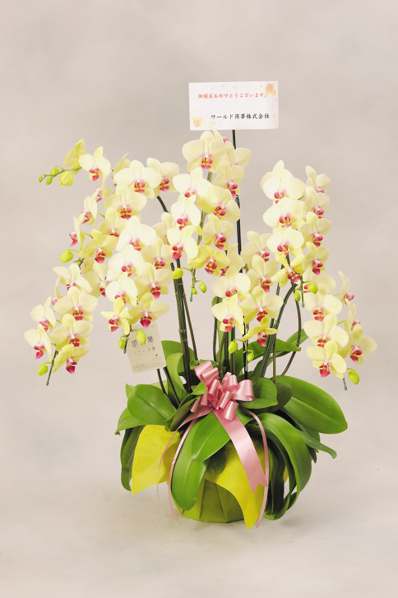 <p>お花には、立札（紙札）を無料でお付けしております。
尚、メッセージカードを選択する場合は30文字程度の文書を入れることが可能です。最後に贈り主のお名前も忘れずに！</p>