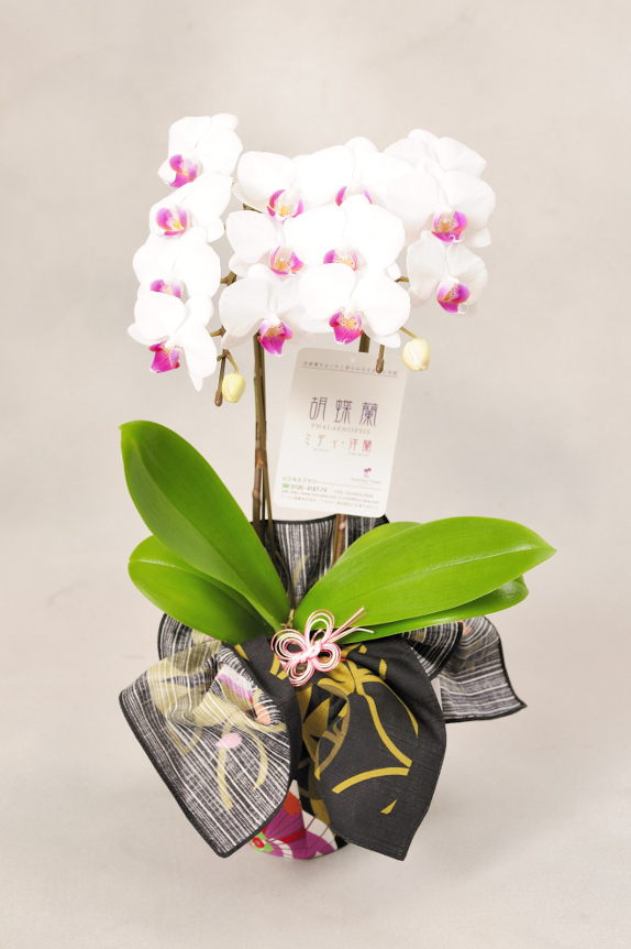 <p>全品に当店連絡先入りのショップタグを付けておりますので、万が一、配送中に品質へ影響が出た場合にもすぐにお届け先より連絡をいただけます。
※裏面には管理方法を記載しています。</p>