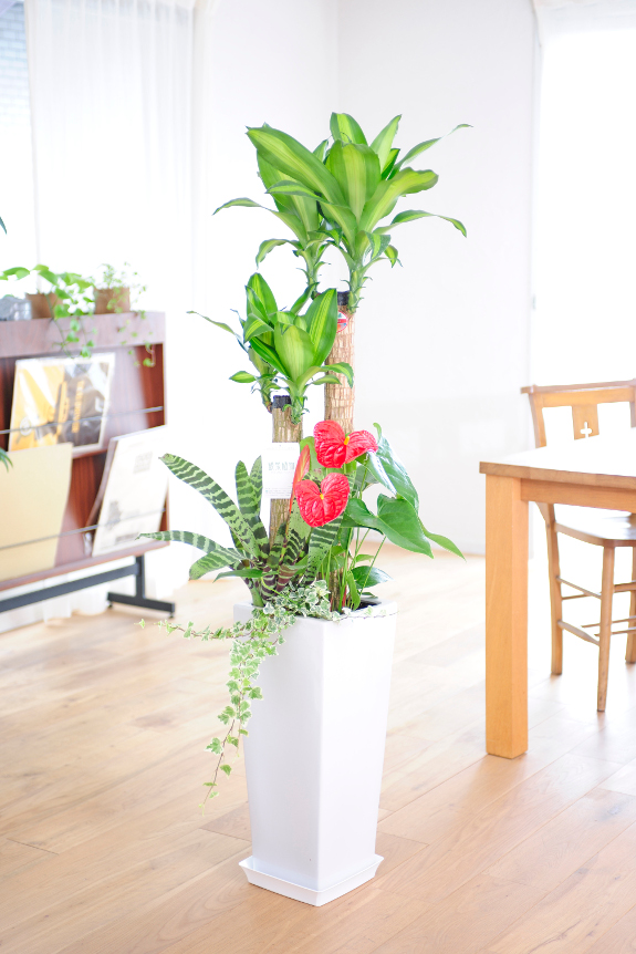 人気の寄せ植えを四角い鉢にてお仕立て致します。