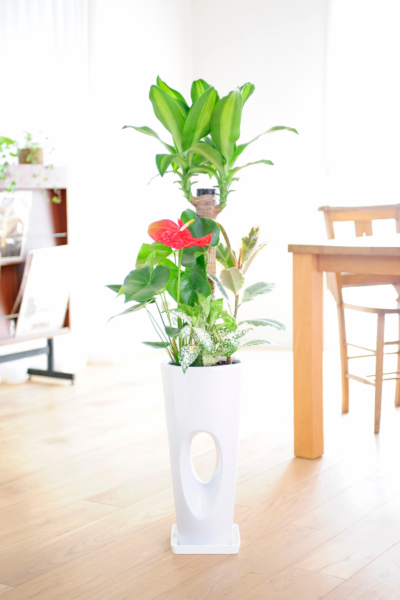 ぽっかり開いた空間が珍しい鉢植えとなります。