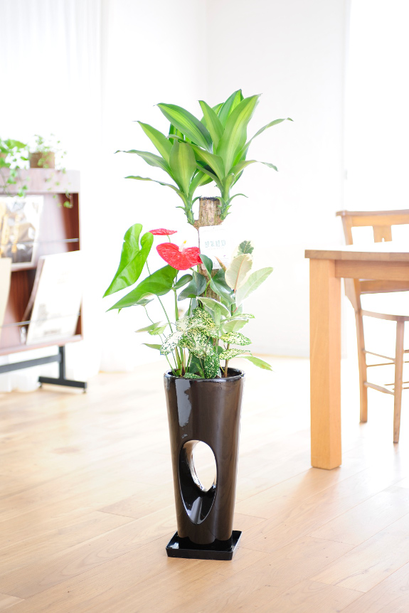 全体をスッキリとしてくれる黒い陶器鉢が印象的な植物です。