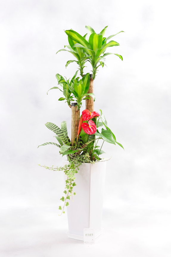 <p>植物は厳選農家より産地直送品をお届け致します。</p>