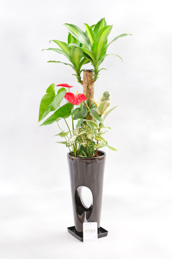 <p>植物は厳選農家より産地直送品をお届け致します。</p>