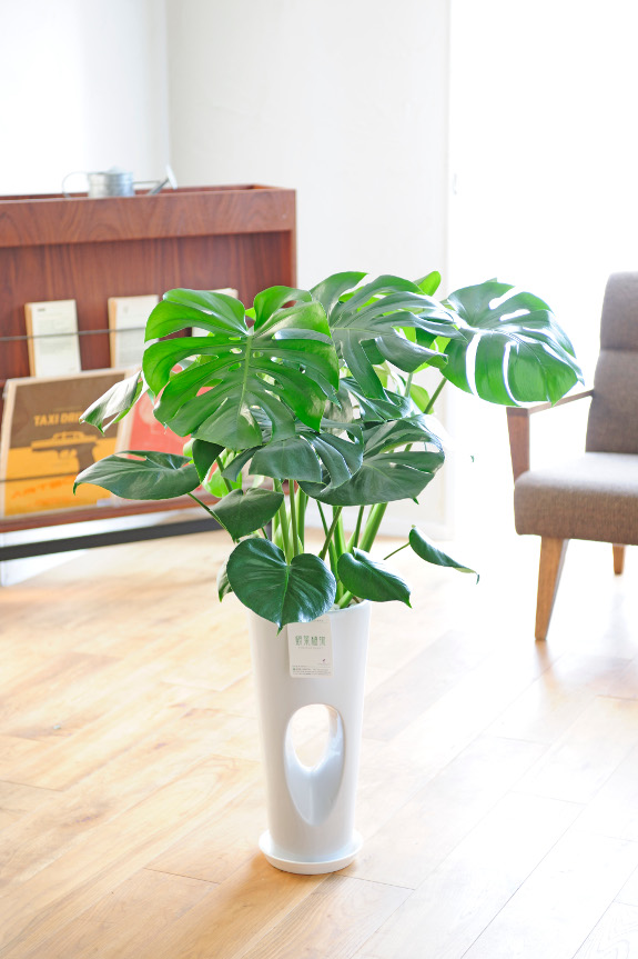 中央にぽっかりと穴の開いたデザイン性の強い陶器鉢にお仕立てして、生産者より産直品をお届け致します。