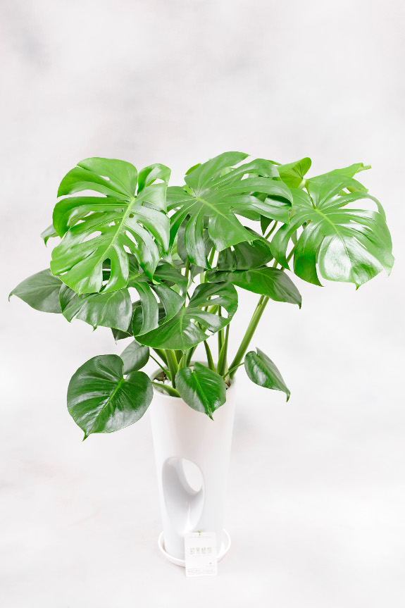 <p>切れ込みがあるユニークな大きな葉が特徴的な観葉植物です。</p>