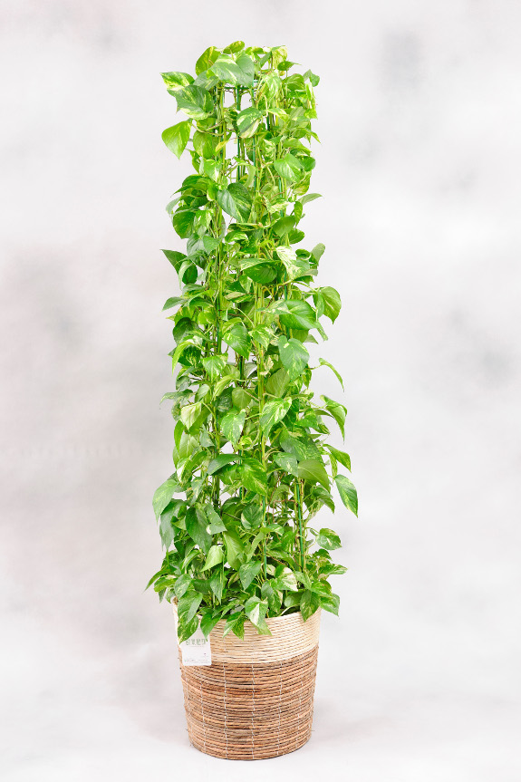 <p>飽きのこない観葉植物の定番として長く親しまれている「ポトス」です。</p>