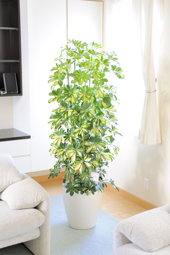 シェフレラ（斑入りホンコン）は暑さ寒さ、乾燥に強いので、とても育てやすい観葉植物！