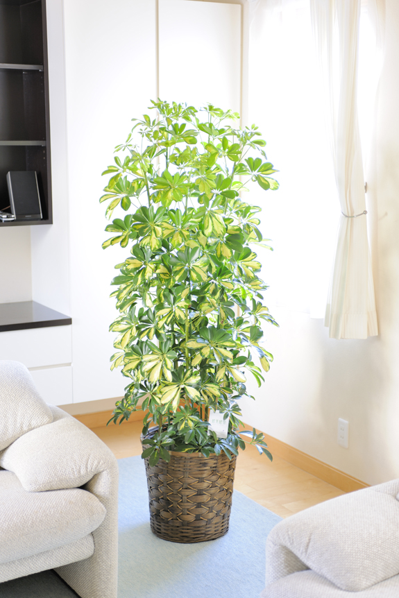 シェフレラは暑さ寒さ、乾燥に強いので、とても育てやすい観葉植物！