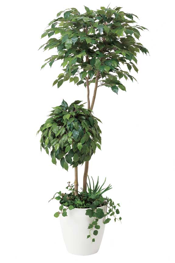 植栽付の足元も青々と涼し気なベンジャミンの高級造花です。