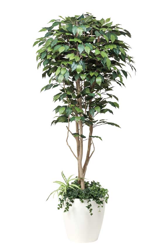植栽付きで青々とした人気のベンジャミン高級造花。