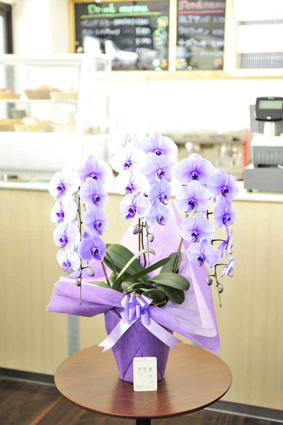 <p>店舗のアクセントとして置いても嫌味にならないスタイリッシュな胡蝶蘭</p>