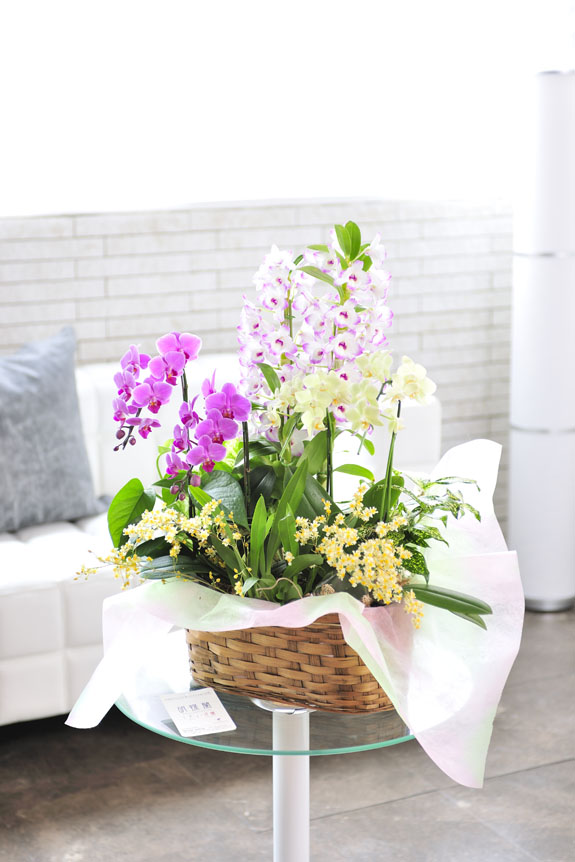 かわいいバスケットに様々な洋蘭を寄せ植えしました。