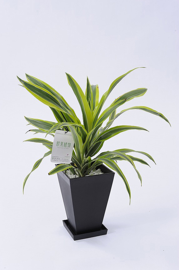 <p>観葉植物の中でも育てやすく見た目も明るいため、お部屋を明るい印象にしてくれます。</p>