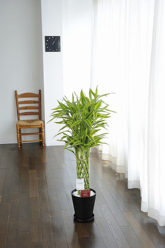 <p>生命力が強いため一般でも育てやすいドラセナ系の植物です。</p>