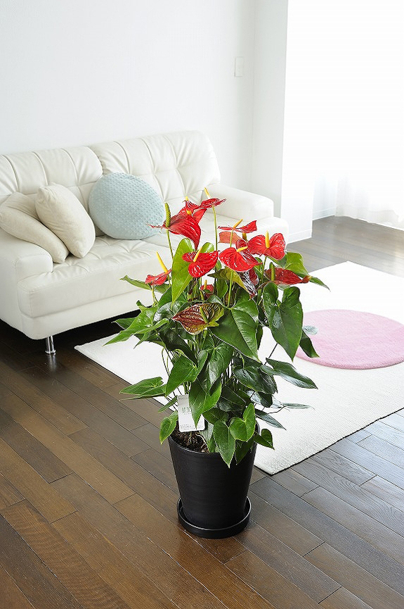 <p>お色は赤、白、ピンクと３色ございます。３色を１鉢に寄せ植えしたミックスの10号鉢もおすすめです！</p>