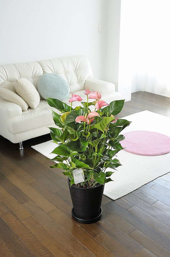 <p>お色は赤、白、ピンクと３色ございます。３色を１鉢に寄せ植えしたミックスの10号鉢もおすすめです！</p>