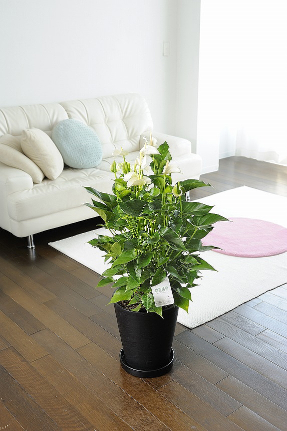 <p>お色は赤、白、ピンクと３色ございます。３色を１鉢に寄せ植えしたミックスの10号鉢もおすすめです！</p>