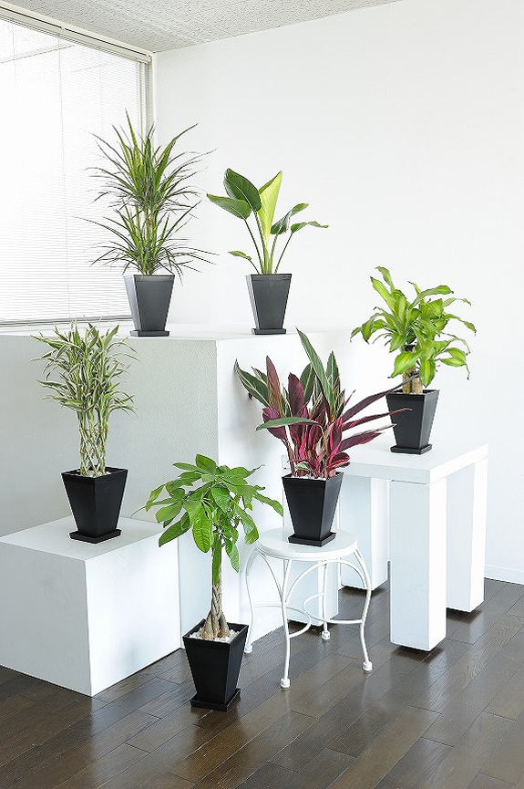 観葉植物の６号鉢サイズを生産者おまかせで６鉢お届け！
※掲載中の写真は見本で、おまかせ商品のため同じものが送られるわけではございません。