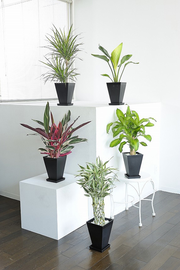 観葉植物の６号鉢サイズを生産者おまかせで５鉢お届け！
※掲載中の写真は見本で、おまかせ商品のため同じものが送られるわけではございません。