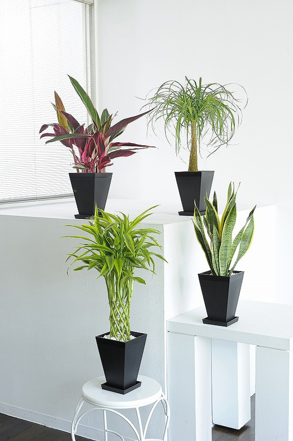 観葉植物の６号鉢サイズを生産者おまかせで４鉢お届け！
※掲載中の写真は見本で、おまかせ商品のため同じものが送られるわけではございません。