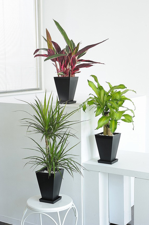 観葉植物の６号鉢サイズを生産者おまかせで３鉢お届け！
※掲載中の写真は見本で、おまかせ商品のため同じものが送られるわけではございません。