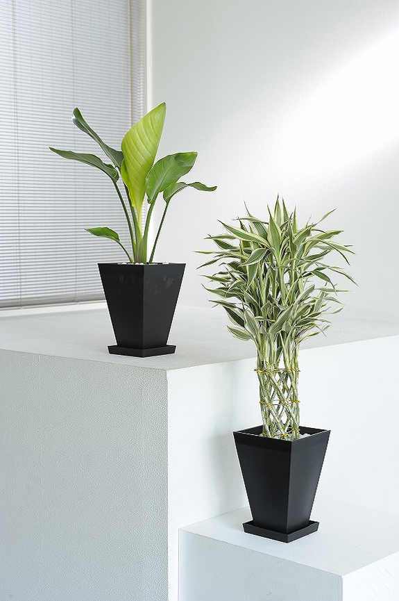 観葉植物の６号鉢サイズを生産者おまかせで２鉢お届け！
※掲載中の写真は見本で、おまかせ商品のため同じものが送られるわけではございません。