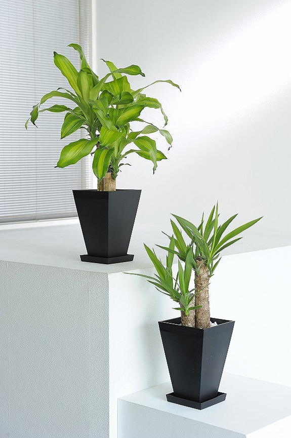 縁起が良い観葉植物｢幸福の木｣＆未来の象徴をイメージした「青年の木」セットです。