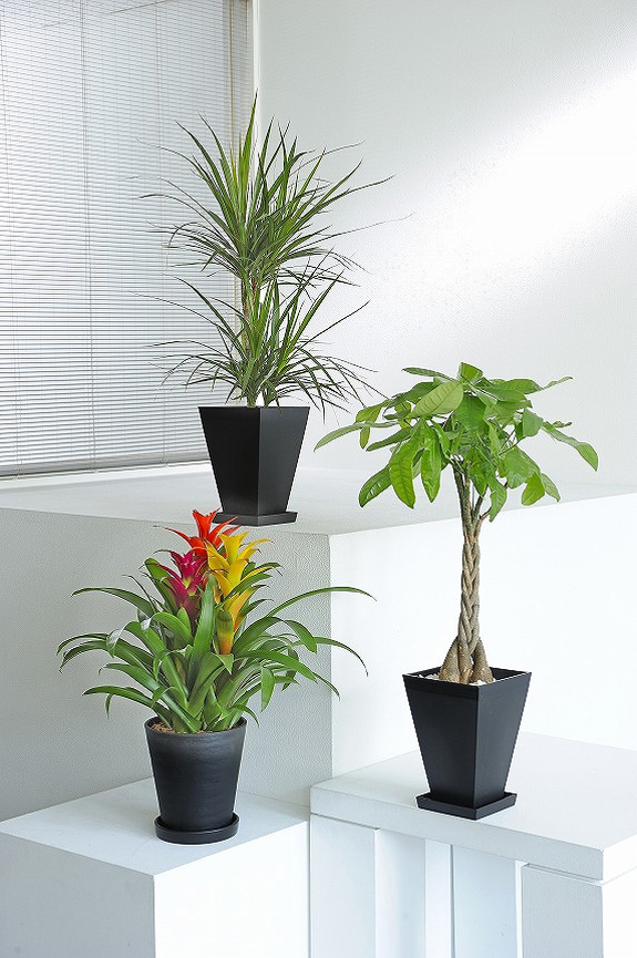 お色付きの観葉植物１鉢とグリーン系観葉植物２鉢のセット商品！