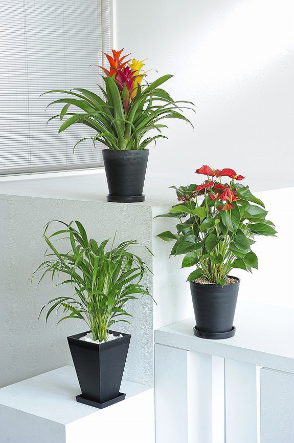 お色付きの観葉植物２鉢とグリーン系観葉植物１鉢のセット商品！