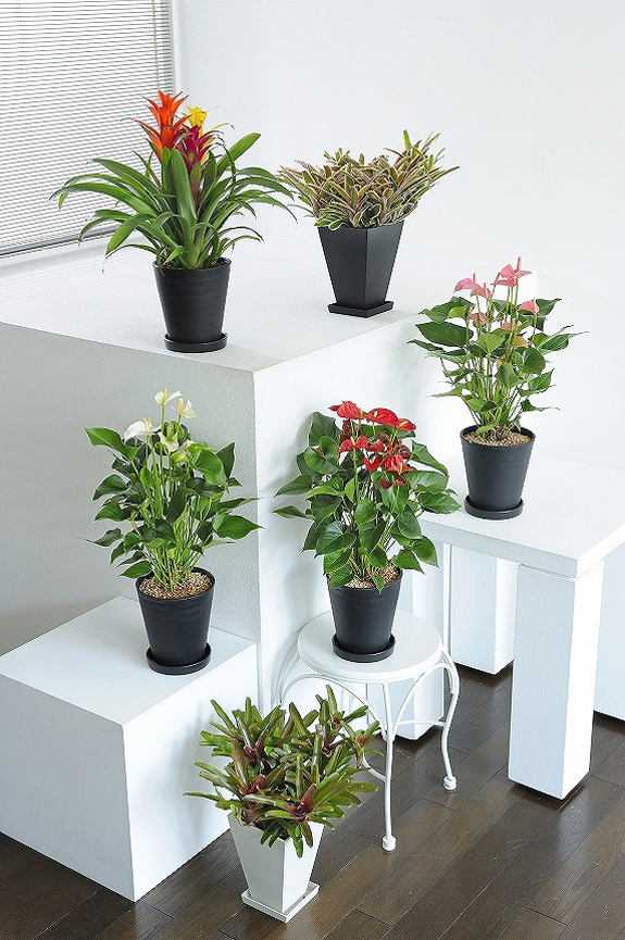 葉や花のお色が楽しめるカラフルな観葉植物6号鉢サイズの６個セット！