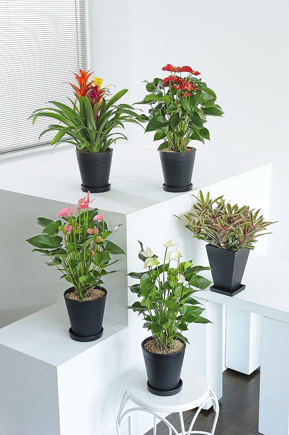 葉や花のお色が楽しめるカラフルな観葉植物6号鉢サイズの５個セット！