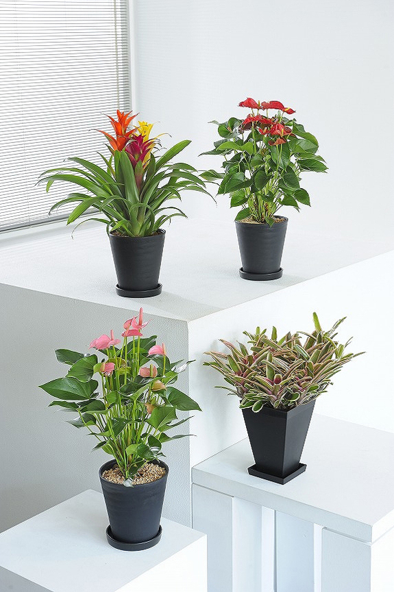 葉や花のお色が楽しめるカラフルな観葉植物6号鉢サイズの４個セット！