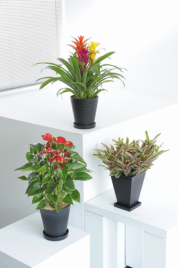 葉や花のお色が楽しめるカラフルな観葉植物6号鉢サイズの３個セット！