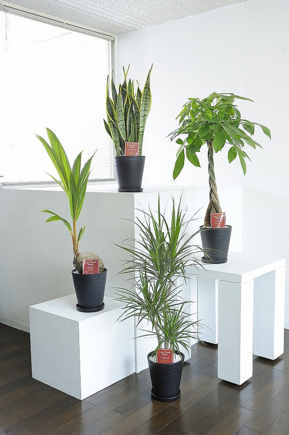 観葉植物の７号鉢サイズを生産者おまかせで４鉢お届け！
※掲載中の写真は見本で、おまかせ商品のため同じものが送られるわけではございません。