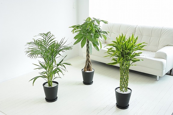 <p>一つづつ色々な場所におけるから、実用性的で喜ばれること間違いなし！
※掲載中の写真は見本で、おまかせ商品のため同じものが送られるわけではございません。</p>