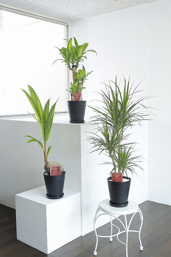 観葉植物の７号鉢サイズを生産者おまかせで３鉢お届け！
※掲載中の写真は見本で、おまかせ商品のため同じものが送られるわけではございません。