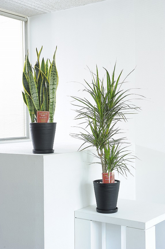 観葉植物の７号鉢サイズを生産者おまかせで２鉢お届け！
※掲載中の写真は見本で、おまかせ商品のため同じものが送られるわけではございません。