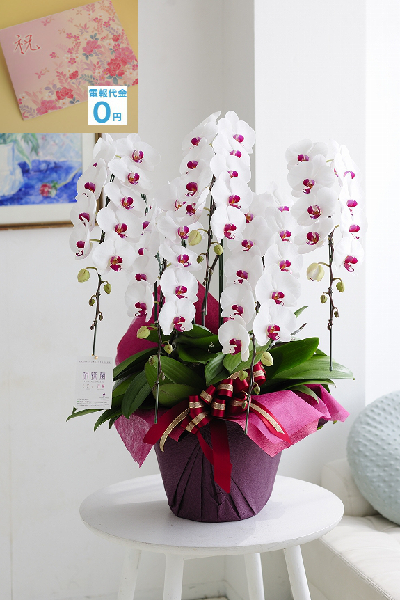 ピンクに染まったお花がアクセントの胡蝶蘭5本立4万円コース（リップ）は、総数60輪を越える輪数で圧倒的な存在感を放つ大型の胡蝶蘭です。もちろん祝電代金、電報代金は無料です。更に文字制限なしで、打電料も掛かりません。お花代金だけで電報も一緒に配達するビジネスフラワーオリジナルの商品です。