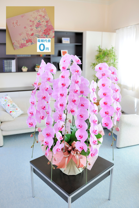 お花がピンク色に染まった胡蝶蘭5本立5万円コースは、非常に入手困難なお祝い花の一つです。とにかく人とは違うお花を、目立つ胡蝶蘭をお探しの方にはおすすめの逸品です。重要なお祝い事（社長就任祝い、受賞（章）祝い、上場祝い、選挙の当選祝い、開店祝い、創立○周年記念など）への贈り物としておすすめ致します。