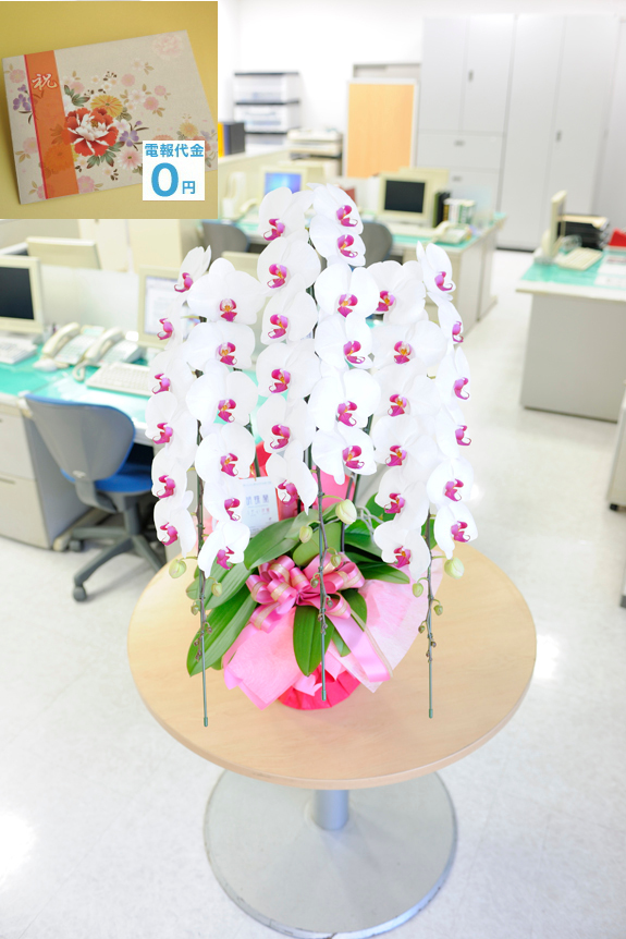 最高級胡蝶蘭3万円コースは、一般生花店では見かけないクラスの豪華な胡蝶蘭です。お花は丹精込めて作られて、信頼の農家から産直品をお届け致します。もちろん祝電代金、電報代金は無料です。更に文字制限なしで、打電料も掛かりません。お花代金だけで電報も一緒に配達するビジネスフラワーオリジナルの商品です。