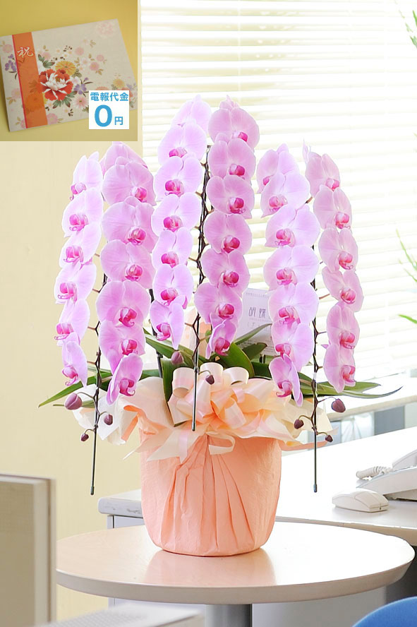 ピンクの胡蝶蘭はあまり一般生花店では見かけない珍しい胡蝶蘭の一つです。お花は丹精込めて作られて、信頼の農家から産直品をお届け致します。もちろん祝電代金、電報代金は無料です。更に文字制限なしで、打電料も掛かりません。お花代金だけで電報も一緒に配達するビジネスフラワーオリジナルの商品です。