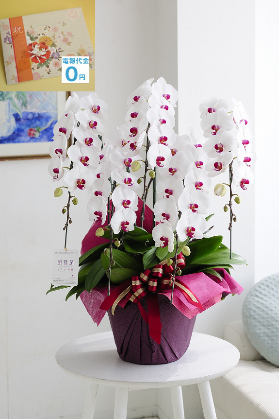 ピンクに染まったお花がアクセントの胡蝶蘭5本立4万円コース（リップ）は、総数60輪を越える輪数で圧倒的な存在感を放つ大型の胡蝶蘭です。もちろん祝電代金、電報代金は無料です。更に文字制限なしで、打電料も掛かりません。お花代金だけで電報も一緒に配達するビジネスフラワーオリジナルの商品です。