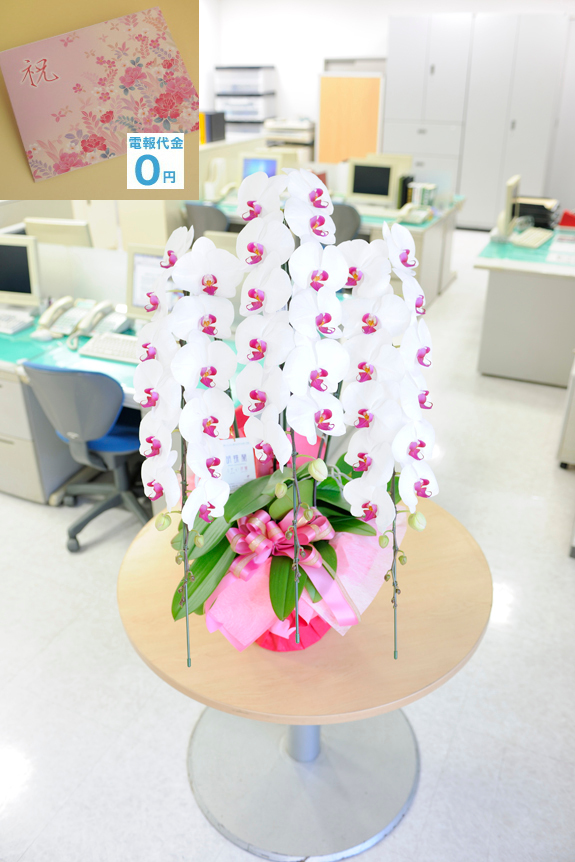 最高級胡蝶蘭3万円コースは、一般生花店では見かけないクラスの豪華な胡蝶蘭です。お花は丹精込めて作られて、信頼の農家から産直品をお届け致します。もちろん祝電代金、電報代金は無料です。更に文字制限なしで、打電料も掛かりません。お花代金だけで電報も一緒に配達するビジネスフラワーオリジナルの商品です。
