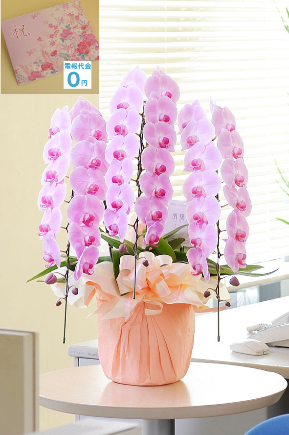 ピンクの胡蝶蘭はあまり一般生花店では見かけない珍しい胡蝶蘭の一つです。お花は丹精込めて作られて、信頼の農家から産直品をお届け致します。もちろん祝電代金、電報代金は無料です。更に文字制限なしで、打電料も掛かりません。お花代金だけで電報も一緒に配達するビジネスフラワーオリジナルの商品です。