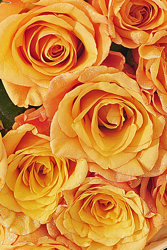 豪華なシルバーラメ仕様（ダイヤモンド）入り薔薇の花束・ブーケ商品です。