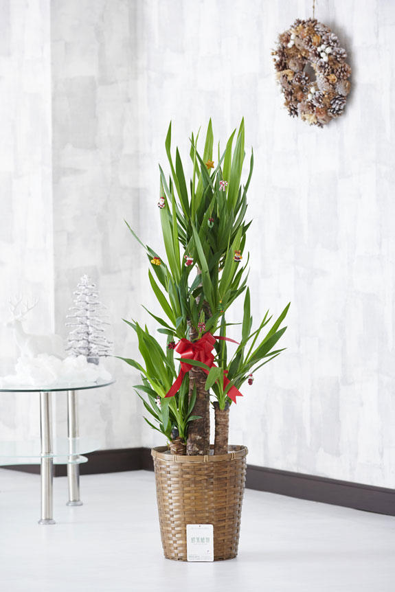 観葉植物ユッカ・エレファンティペスにオーナメントが付いてくるクリスマス期間限定の商品です。